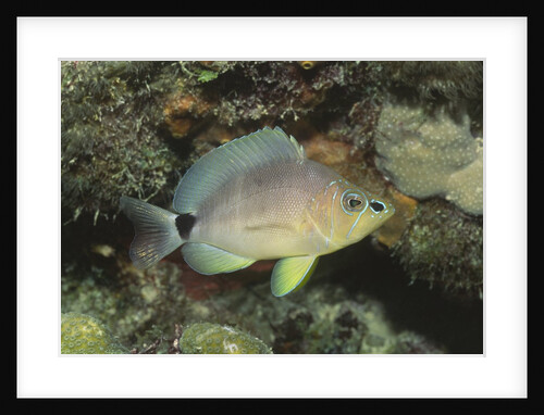 Butter Hamlet by Anonymous