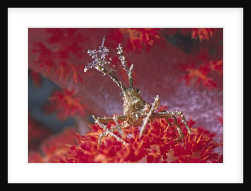 Bull Hydroid Crab by Anonymous
