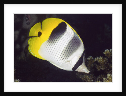 Pacific Double-Saddled Butterflyfish by Anonymous