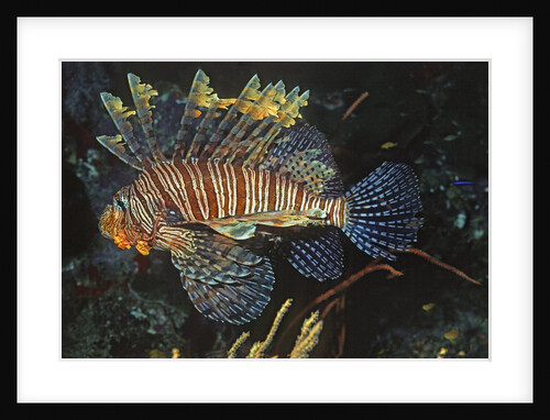 Common Lionfish by Anonymous