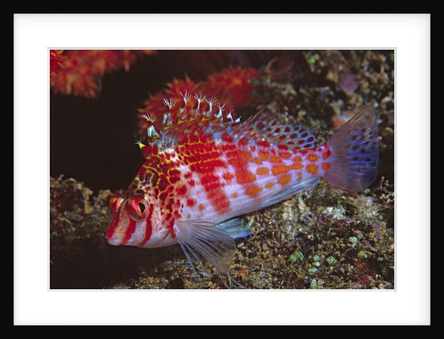 Dwarf Hawkfish by Anonymous
