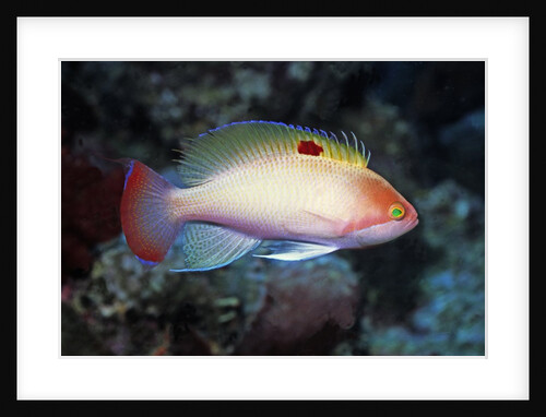 Stocky Anthias by Anonymous