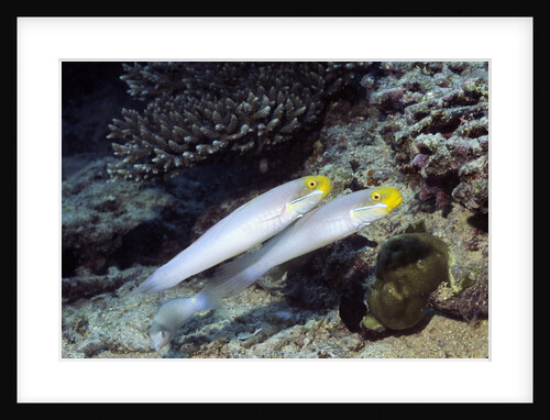 Bluestreak Gobys by Anonymous