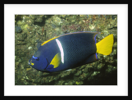 King Angelfish by Anonymous