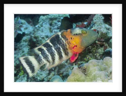 Redbreasted Wrasse by Anonymous