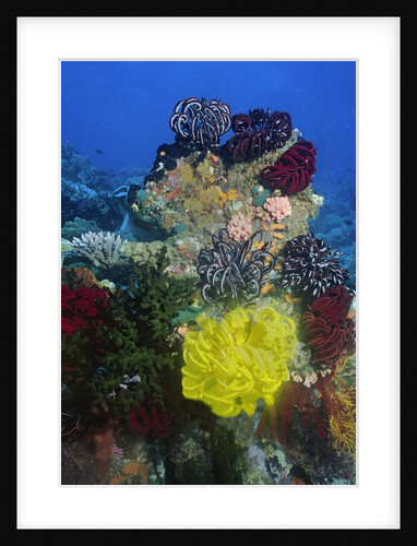 Coral reef with Feather Stars by Anonymous