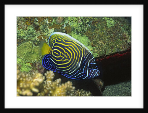 Emperor Angelfish in intermediate form by Anonymous