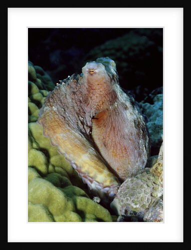 Day Octopus by Anonymous