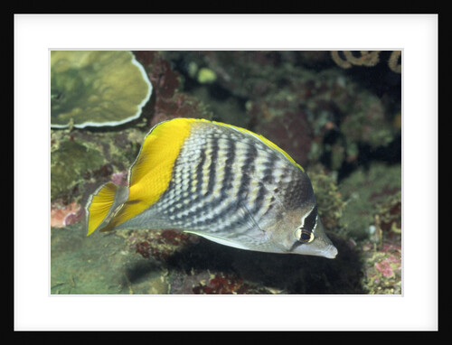 Yellowback Angelfish by Anonymous