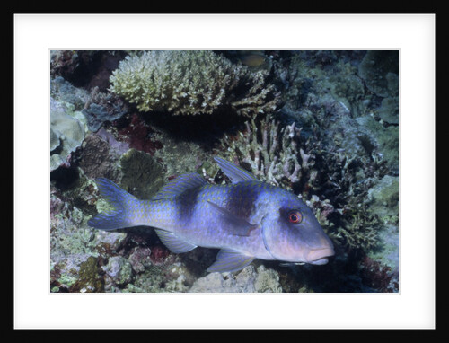 Doublebar Goatfish by Anonymous