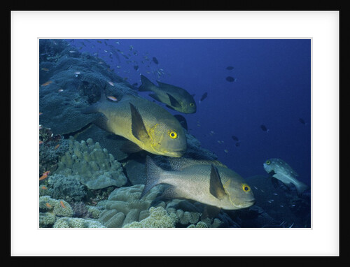 Midnight Snappers by Anonymous