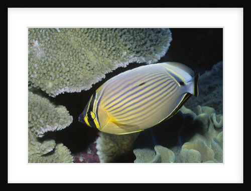 Redfin Butterflyfish by Anonymous