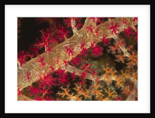 Soft Coral polyps by Anonymous