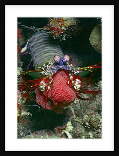 Peacock Mantis Shrimp full of eggs by Anonymous