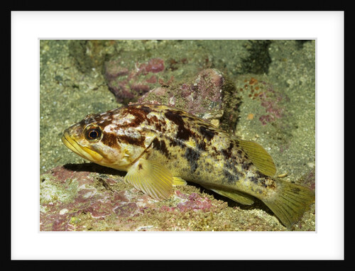 Calico Rockfish by Anonymous