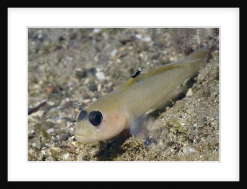 Blackeye Goby by Anonymous