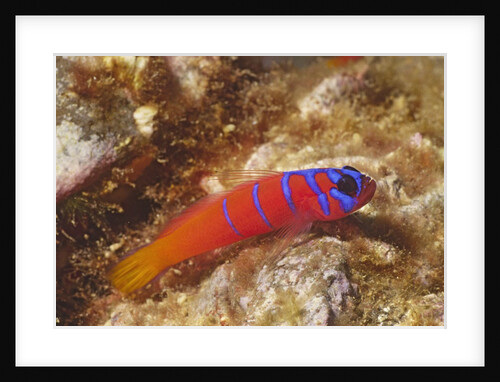 Bluebanded Goby by Anonymous