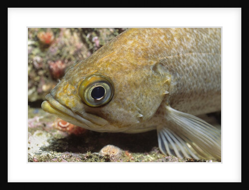 Canary Rockfish closeup by Anonymous