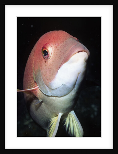 California Sheephead by Anonymous