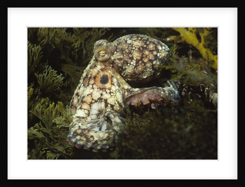 Red Octopus by Anonymous