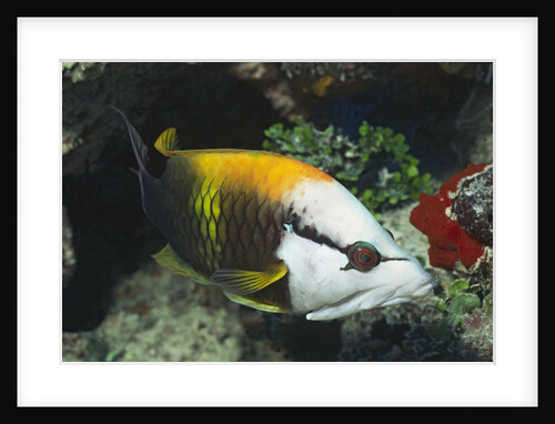 Slingjaw Wrasse by Anonymous