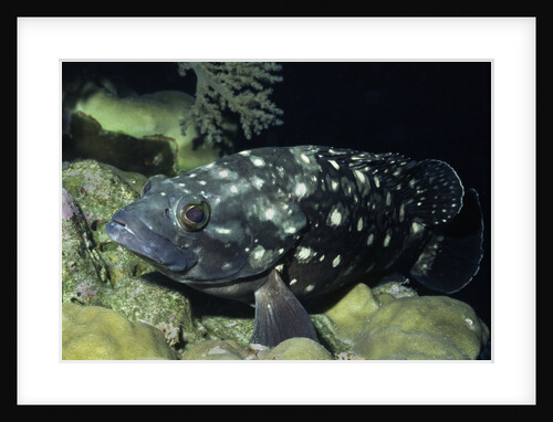 Whitespotted Grouper by Anonymous