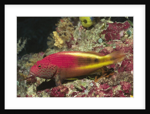 Freckled Hawkfish by Anonymous