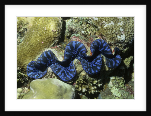 Boring Giant Clam by Anonymous