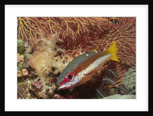 Two-Spot Snapper by Anonymous