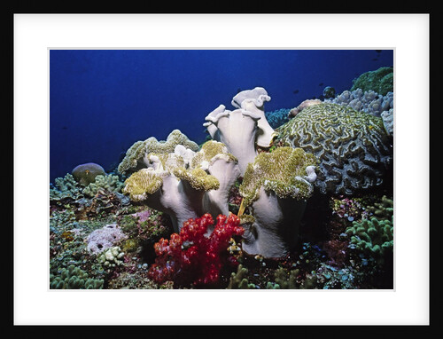 Reef scene with Brain and Leather Corals by Anonymous