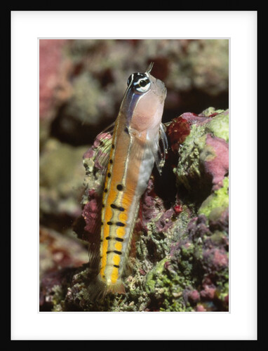 Clown Blenny by Anonymous