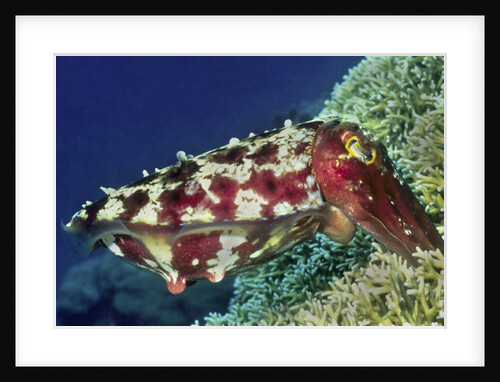 Broadclub Cuttlefish lays eggs by Anonymous