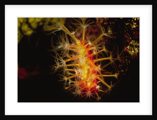 Soft Coral with open polyps by Anonymous