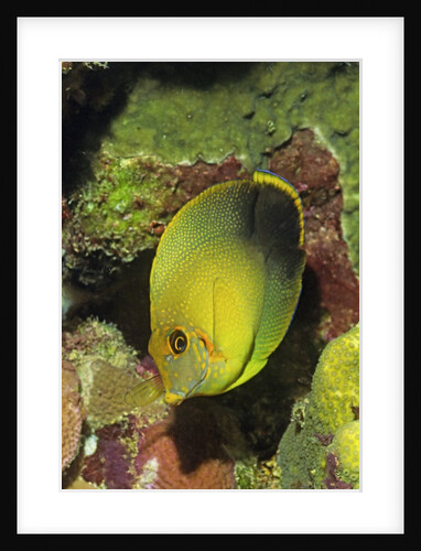 Mimic Surgeonfish juvenile by Anonymous