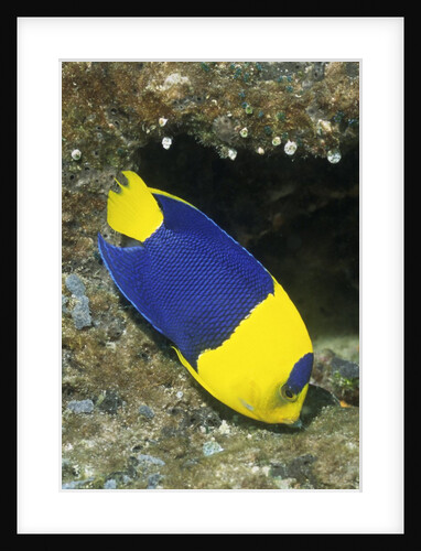 Bicolor Angelfish by Anonymous