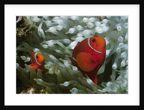 Spinecheek Anemonefish by Anonymous