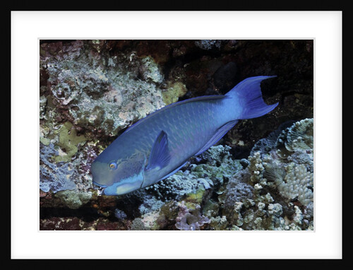 Steephead Parrotfish by Anonymous