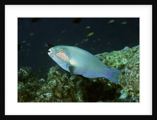 Bleeker's Parrotfish by Anonymous