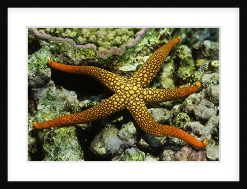 New Caldonia Starfish by Anonymous