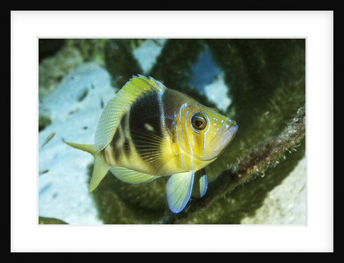 Barred Hamlet by Anonymous