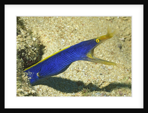 Blue Ribbon Eel by Anonymous