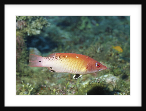 Diana's Hogfish by Anonymous