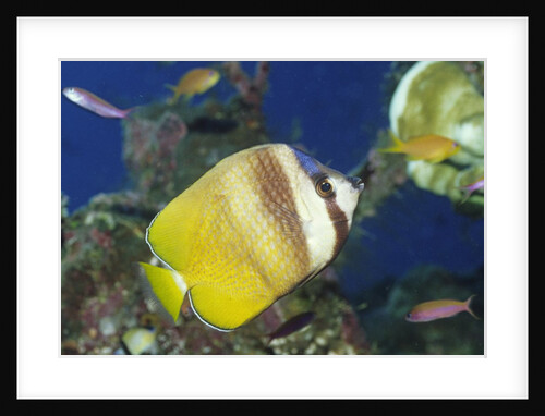 Blacklip Butterflyfish by Anonymous