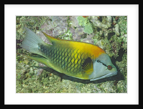 Slingjaw Wrasse by Anonymous