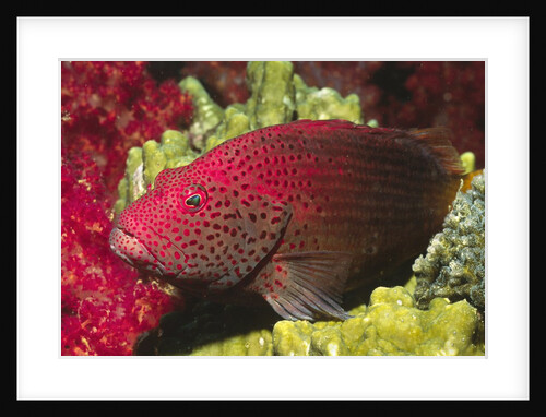 Leopard Grouper by Anonymous