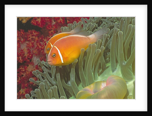 Pink Anemonefish in Magnificant Sea Anemone by Anonymous