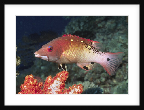 Diana's Hogfish by Anonymous