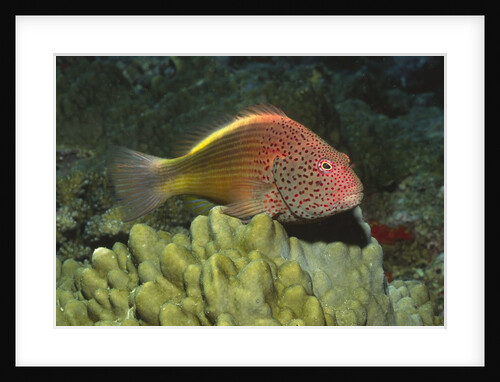 Freckled Hawkfish by Anonymous