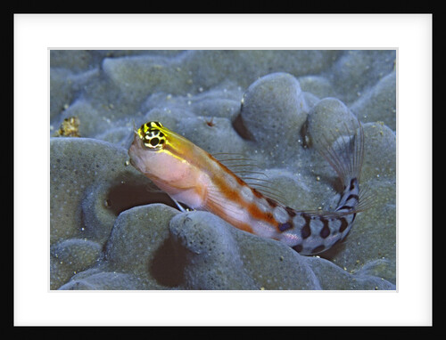 Bath's Blenny by Anonymous