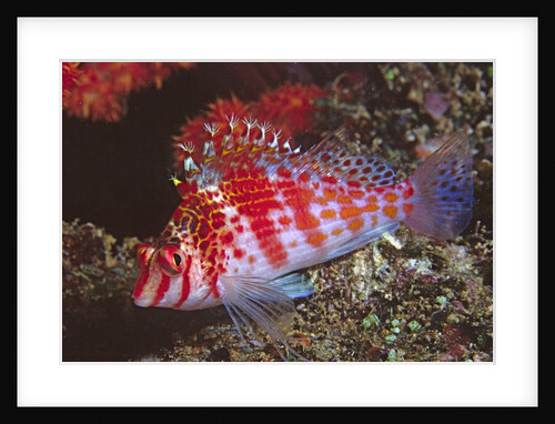 Dwarf Hawkfish by Anonymous